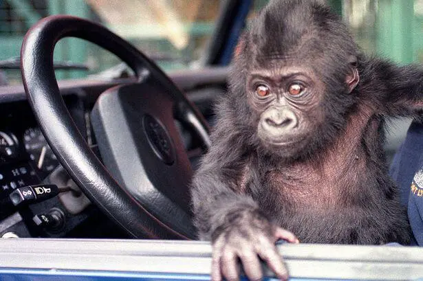 Baby gorilla at a steering wheel