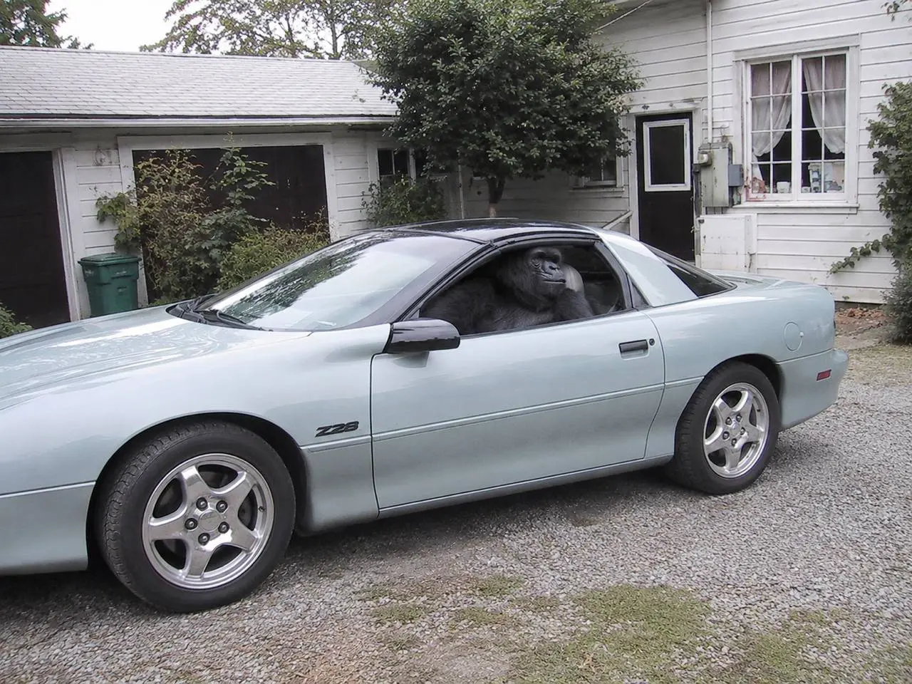 The original photo: a gorilla sitting in a silver Camaro Z28