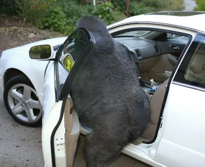 The gorilla climbing into the white coupe