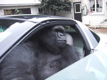 Koko at the window of her coupe