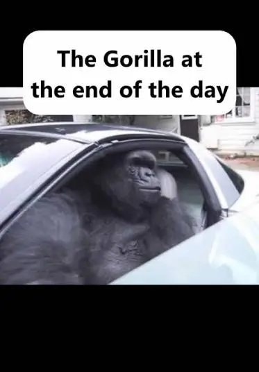 The gorilla at the end of the day